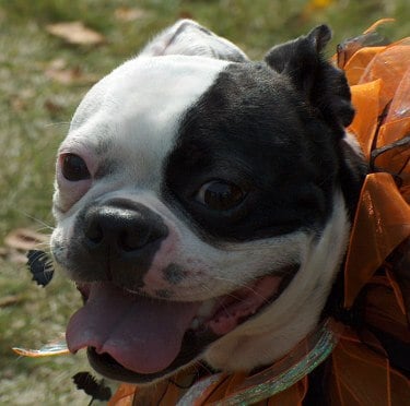 French Bulldog Boston Terrier Mix Lifespan