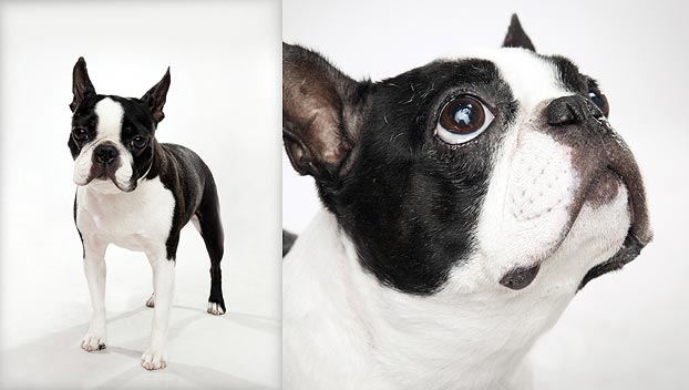 French Bulldog Boston Terrier Mix Lifespan