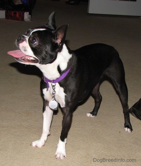 French Bulldog Boston Terrier Mix Lifespan