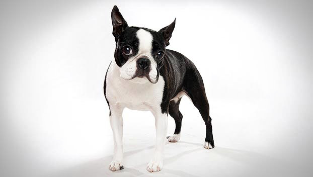 French Bulldog Boston Terrier Mix Lifespan