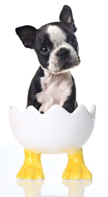 French Bulldog Boston Terrier Mix Lifespan