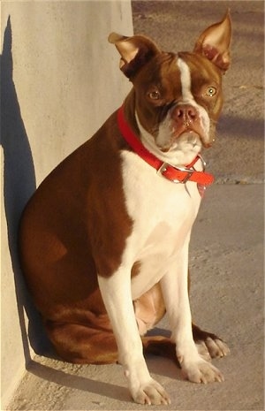 French Bulldog Boston Terrier Mix Lifespan