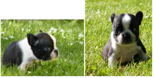 French Bulldog Boston Terrier Mix Oregon