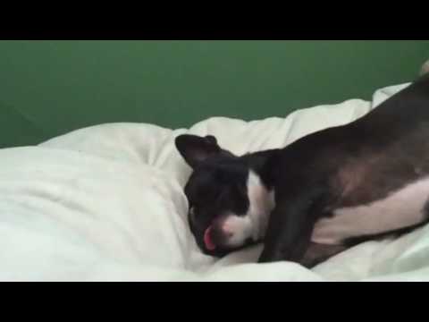 French Bulldog Boston Terrier Mix Oregon