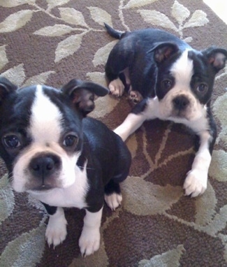 French Bulldog Boston Terrier Mix Puppies