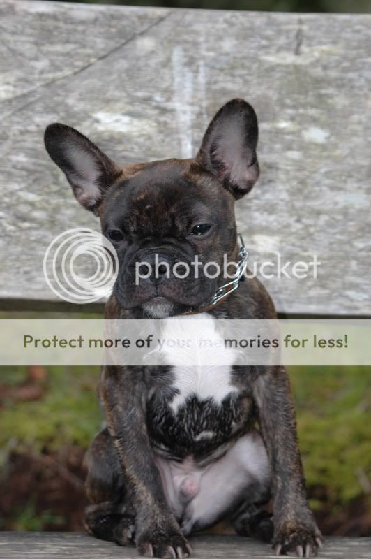 French Bulldog Boston Terrier Mix Puppies