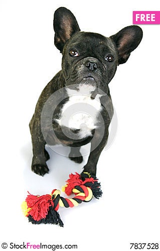 French Bulldog Images Free