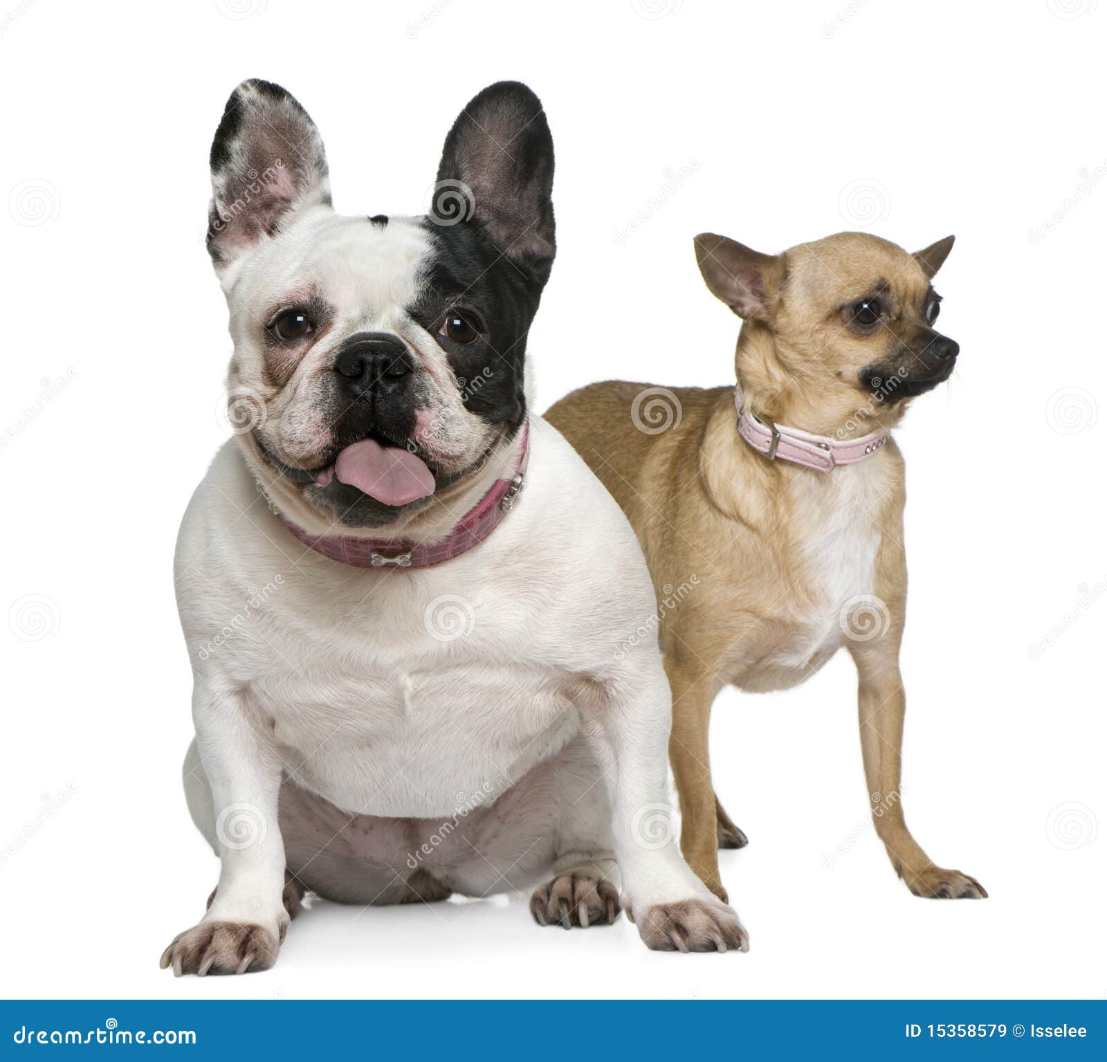 French Bulldog Images Free