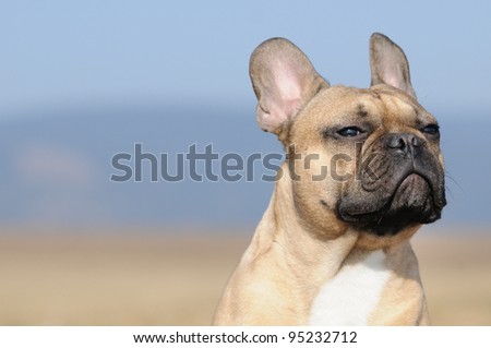 French Bulldog Images Free