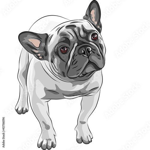 French Bulldog Images Free