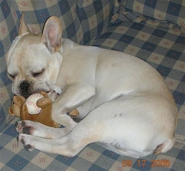 French Bulldog Pictures