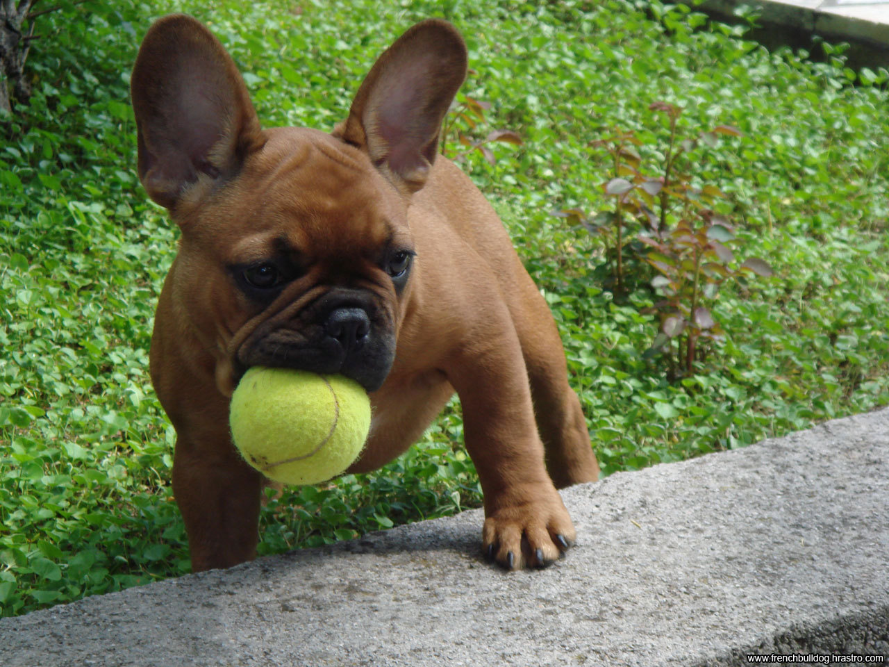 French Bulldog Pictures