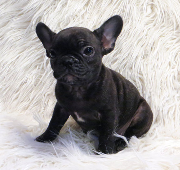 French Bulldog Pictures Brindle