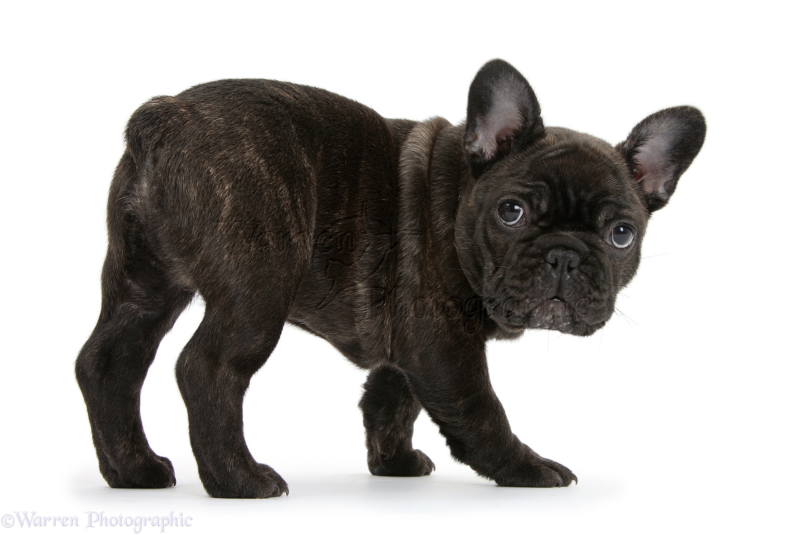 French Bulldog Pictures Brindle