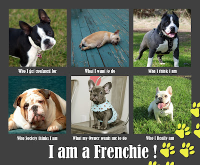 French Bulldog Pictures Funny