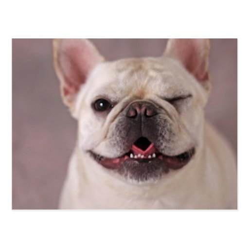 French Bulldog Pictures Funny