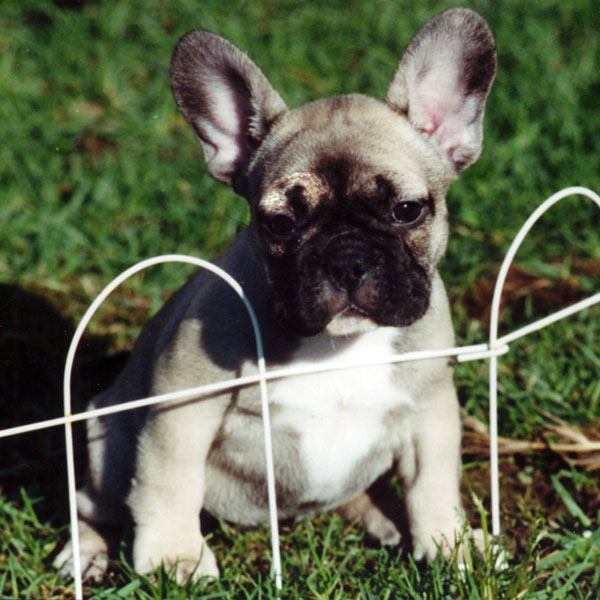 French Bulldog Pictures Photos