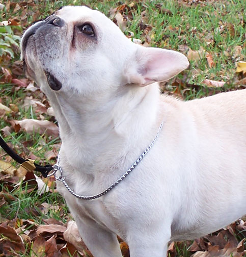 French Bulldog Pictures Photos