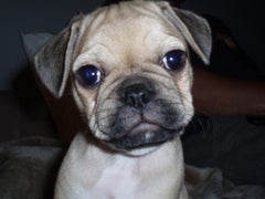 French Bulldog Pug Mix