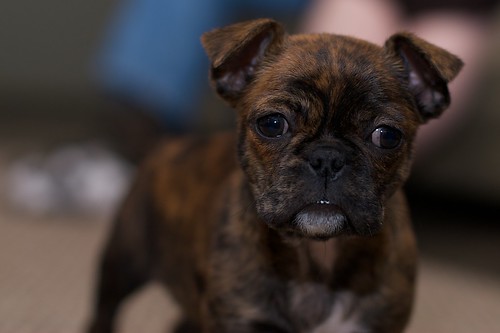 French Bulldog Pug Mix