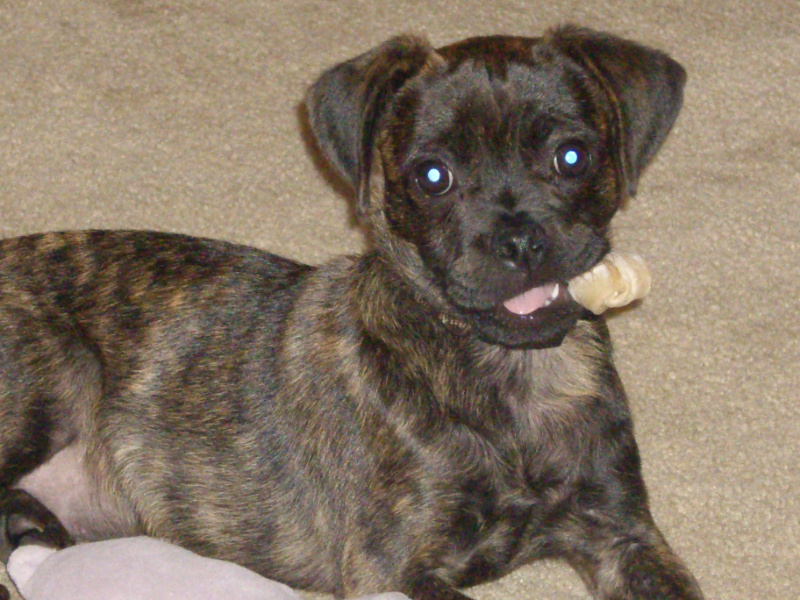 French Bulldog Pug Mix