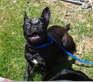 French Bulldog Pug Mix Information