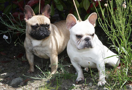 French Bulldog Pug Mix Information