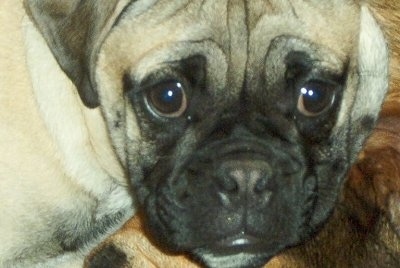 French Bulldog Pug Mix Information