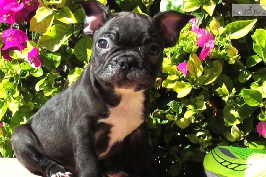 French Bulldog Pug Mix Puppies