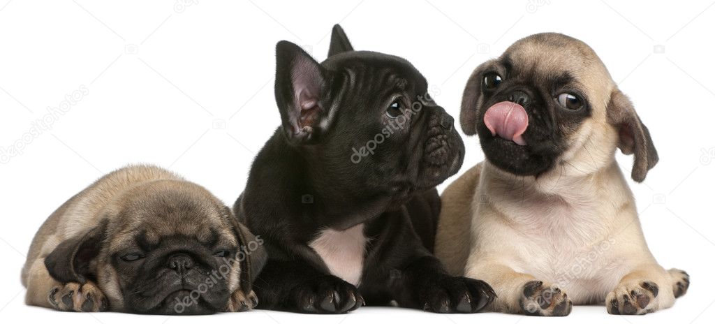 French Bulldog Pug Mix Puppies