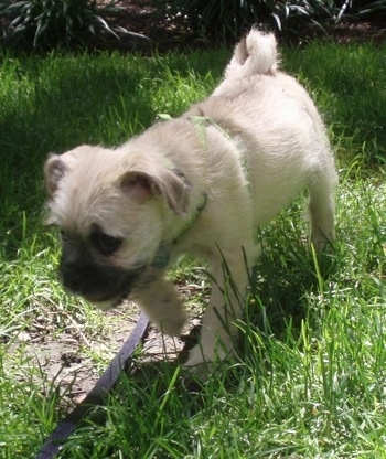 French Bulldog Pug Mix Puppies