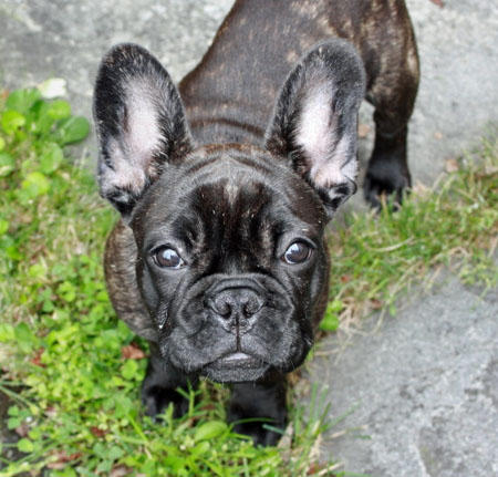 French Bulldog Pug Mix Puppies For Sale