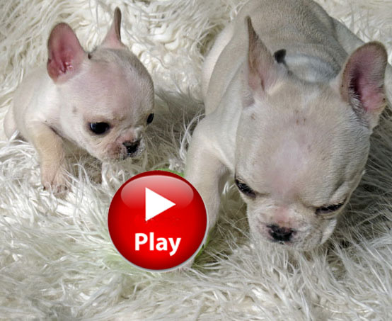 French Bulldog Pug Mix Puppies For Sale