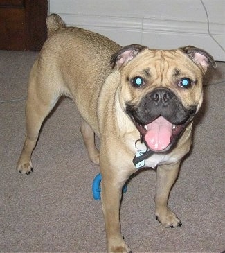 French Bulldog Pug Mix Temperament