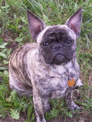 French Bulldog Pug Mix Temperament