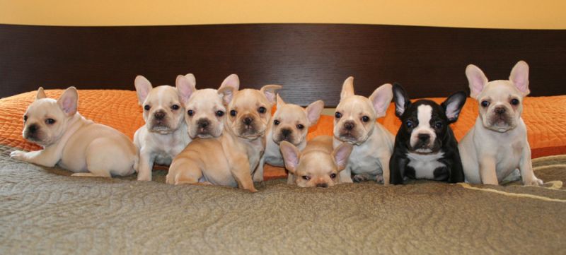 French Bulldog Puppies