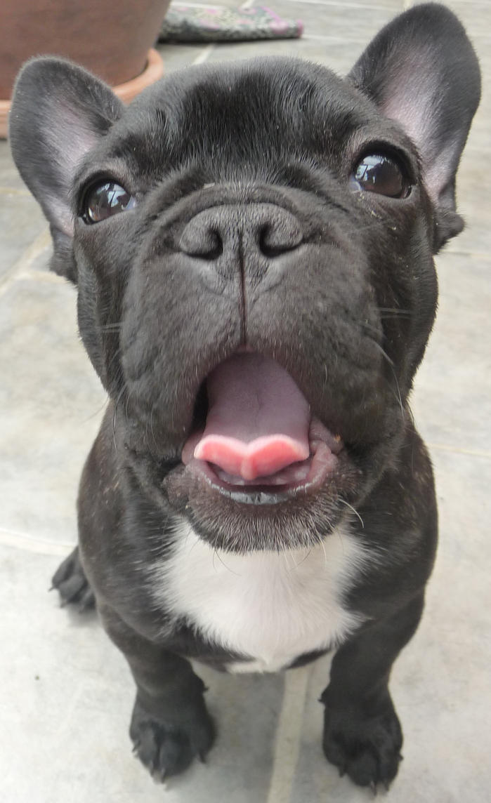 French Bulldog Puppies