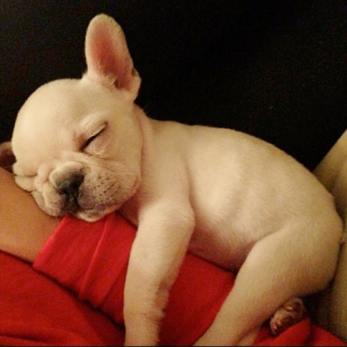 French Bulldog Puppies