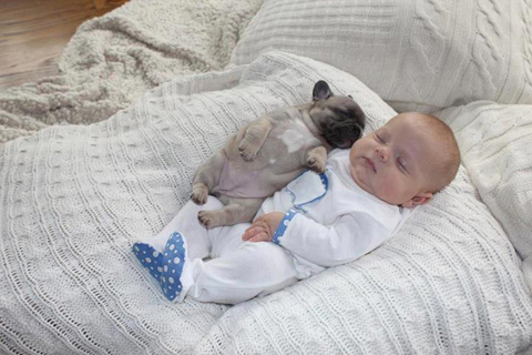 French Bulldog Puppies Pictures