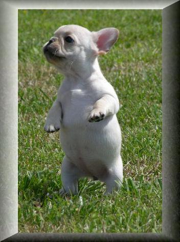 French Bulldog Puppies Pictures