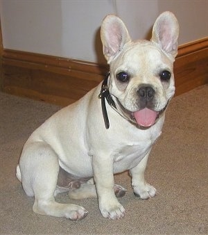 French Bulldogs For Sale