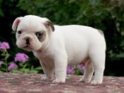 French Bulldogs For Sale Australia