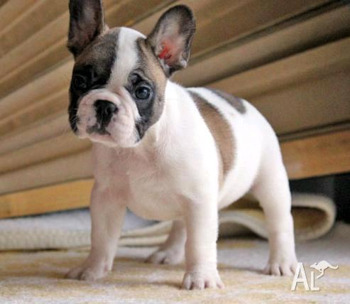 French Bulldogs For Sale Australia