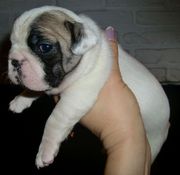 French Bulldogs For Sale Australia