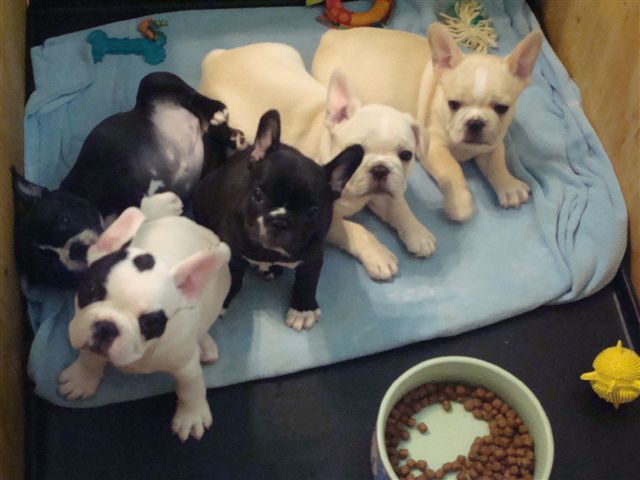 French Bulldogs For Sale Australia