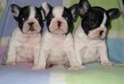 French Bulldogs For Sale Australia