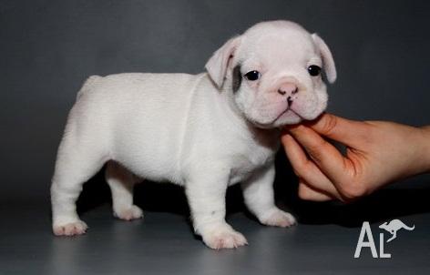 French Bulldogs For Sale Australia