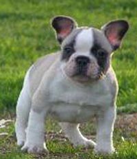 French Bulldogs For Sale Brisbane