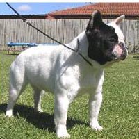 French Bulldogs For Sale Brisbane