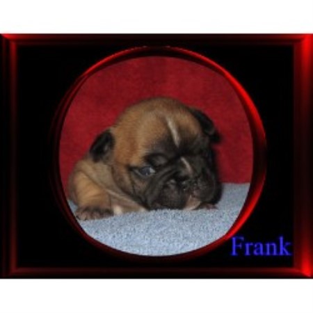 French Bulldogs For Sale In Mn